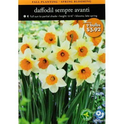 Daffodil Sempre Avanti, 9-Pack   551399657